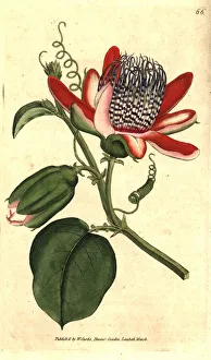 Winged passionflower, Passiflora alata Winged passionflower, Passiflora alata