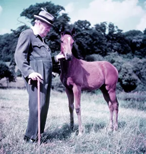 Winston Churchill pictured with a young foal Winston Churchill pictured with a young foal