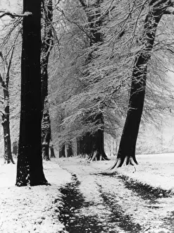 Winter Beech Trees Prints: Winter Beech Trees