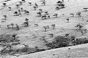 Winter trees, Edale, Derbyshire, England Winter trees, Edale, Derbyshire, England