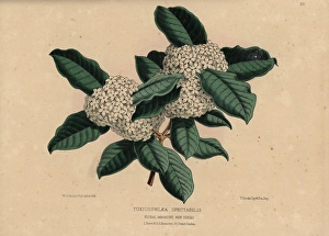 Wintersweet or Bushmans Poison, Acokanthera Wintersweet or Bushmans Poison, Acokanthera