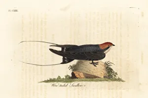 Wire-tailed swallow, Hirundo smithii Wire-tailed swallow, Hirundo smithii