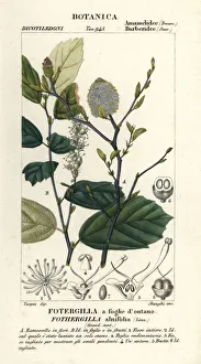 Witch elder, Fothergilla gardenii Witch elder, Fothergilla gardenii
