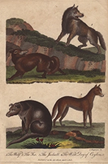 Wolf, fox, jackal, and wild dog of Ceylon Wolf, fox, jackal, and wild dog of Ceylon