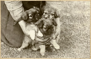 Woman with three Pekingese puppies in a garden Woman with three Pekingese puppies in a garden