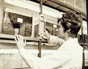 Woman at work, Snail Research Centre