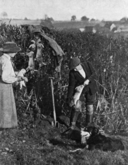 Women helping to catch rabbits on a farm, WWI Women helping to catch rabbits on a farm, WWI