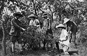 Women picking fruit in Kent during World War One, 1916 Women picking fruit in Kent during World War One, 1916