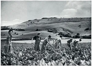 Women's Land Army volunteers in training, September 1939 Women's Land Army volunteers in training, September 1939