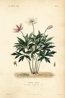 Wood anemone or windflower, Anemone nemorosa Wood anemone or windflower, Anemone nemorosa