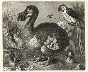 Wood engraving of Roelandt Savery's painting of the dodo