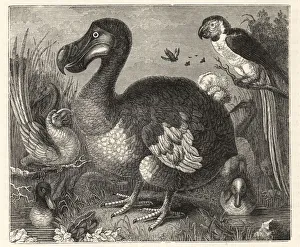Wood engraving of Roelandt Savery's painting of the dodo Wood engraving of Roelandt Savery's painting of the dodo