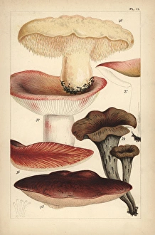 Wood hedgehog, flirt, beefsteak mushroom Wood hedgehog, flirt, beefsteak mushroom