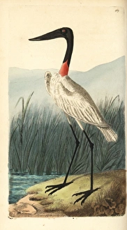 Wood stork or American jabiru, Mycteria americana Wood stork or American jabiru, Mycteria americana