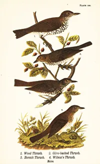 Wood thrush, Swainson's thrush, hermit thrush Wood thrush, Swainson's thrush, hermit thrush