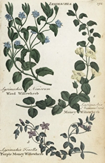 Wood willowherb, money willowherb and bog pimpernel Wood willowherb, money willowherb and bog pimpernel