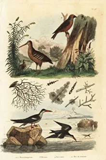 Fries Gallery: Woodcock, red crossbill and black skimmer