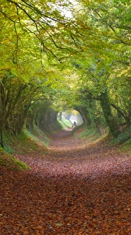 Wooded lane in West Sussex, England Wooded lane in West Sussex, England