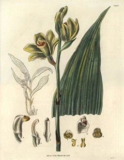 Woodfordian bletia orchid with yellow-green Woodfordian bletia orchid with yellow-green