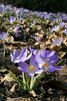 Images Dated 16th March 2010: Woodland Crocus - mass flowering -ʳpring - March
