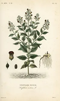Woodland figwort, Scrophularia nodosa Woodland figwort, Scrophularia nodosa