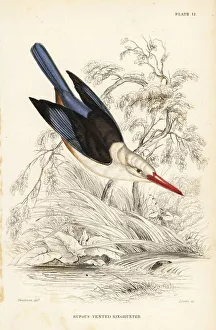 Woodland kingfisher, Halcyon senegalensis Woodland kingfisher, Halcyon senegalensis
