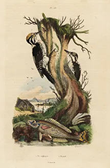 Fries Gallery: Woodpeckers and picarel