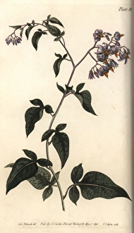 Woody or bittersweet nightshade, Solanum dulcamara Woody or bittersweet nightshade, Solanum dulcamara