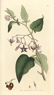 Woody nightshade or bitter-sweet, Solanum dulcamara Woody nightshade or bitter-sweet, Solanum dulcamara