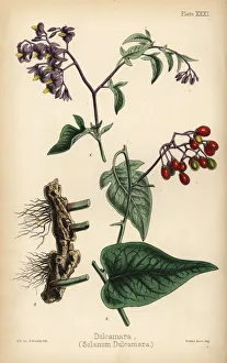 Woody nightshade or bittersweet, Solanum dulcamara Woody nightshade or bittersweet, Solanum dulcamara