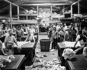 Processing Gallery: Wool sorting and classing, Burrawang, Australia