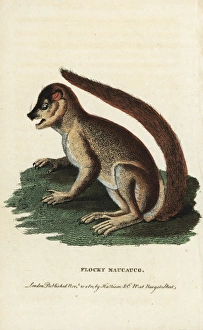 Woolly lemur or indri, Lemur laniger Woolly lemur or indri, Lemur laniger