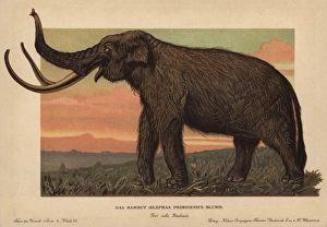 Woolly mammoth, Mammuthus primigenius, Elephas Woolly mammoth, Mammuthus primigenius, Elephas
