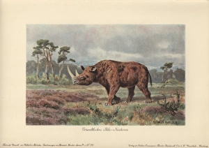 Eurasia Gallery: The woolly rhinoceros, Coelodonta antiquitatis