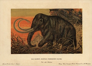 Woolly or tundra mammoth, Mammuthus primigenius Woolly or tundra mammoth, Mammuthus primigenius