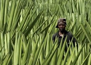 Plantations Gallery: Worker - Sisal Plantation