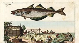 Processing Gallery: Workers drying pollack near the sea, 18th century