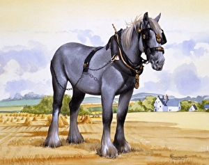 A working heavy horse A working heavy horse