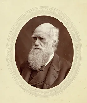 <b class=qtipBold><figcaption>Ww Gull/Cabinet Portrait</figcaption></b><br>CHARLES DARWIN English naturalist<br><em>© Mary Evans Picture Library 2015 - https://copyrighthub.org/s0/hub1/creation/maryevans/MaryEvansPictureID/10013735</em> Ww Gull/Cabinet Portrait