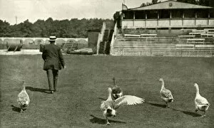 Nursery Gallery: WW1 - Lords Cricket Ground used as a Goose Farm, 1915