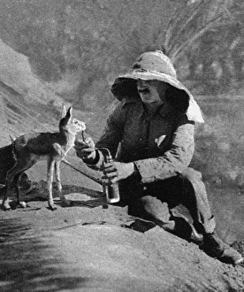 WW1 mascots: a gazelle in Mesopotamia WW1 mascots: a gazelle in Mesopotamia