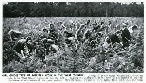 WW2 - Home Front - Girl Guide Rangers and Guiders doing forestry work in the West WW2 - Home Front - Girl Guide Rangers and Guiders doing forestry work in the West