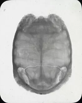 X-Ray - Showing Skeleton of Tortoise