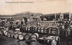 Yarmouth Fishery, Norfolk - Pickling Herring Yarmouth Fishery, Norfolk - Pickling Herring