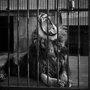 Bored Gallery: Yawning lion, London Zoo