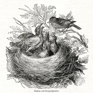 The Year of the Poets -- Cuckoo in sparrows nest The Year of the Poets -- Cuckoo in sparrows nest