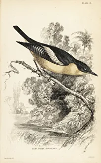 Flycatcher Gallery: Yellow-bellied hyliota, Hyliota flavigaster