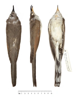 Yellow-billed Cuckoo, Coccyzus americanus Yellow-billed Cuckoo, Coccyzus americanus