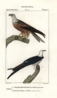 Yellow-billed kite, Milvus aegyptius, and swallow-tailed Yellow-billed kite, Milvus aegyptius, and swallow-tailed
