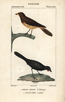 Starlings Gallery: Yellow Billed Oxpecker Collection